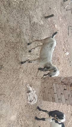2female goat for sale