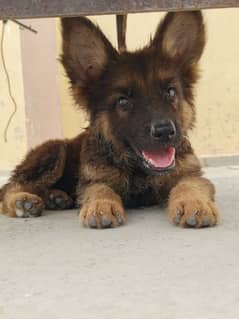 jerman shepherd puppy