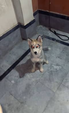 siberian Husky Imported puppy for sale urgently
