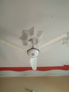 fan