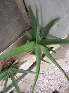 Aloe Vera Plant