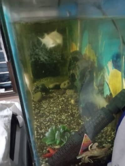 Aquarium with Fish and Turtle