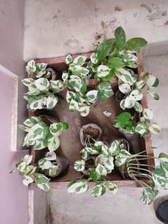 money plant variety white marble Money plant