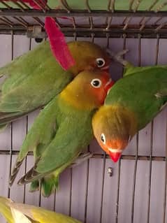 3 Green Fisher Love Bird Available