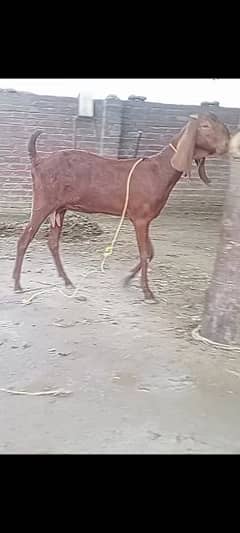 goats for sale /3manth ki gaban bakri