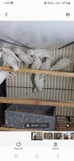 common lutino / Lutino parsnata /albino black split red eye