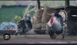 Turkey Breeder pair
