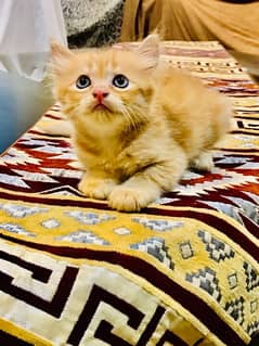 Persian cats