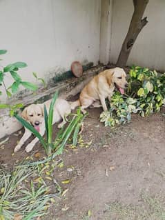 Labrador pair available for sale