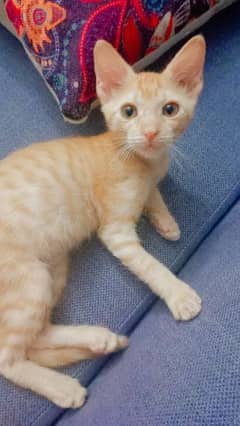 Ginger kitten for adoption