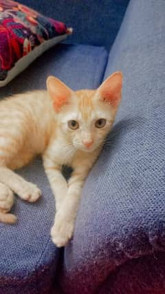 Ginger kitten for adoption