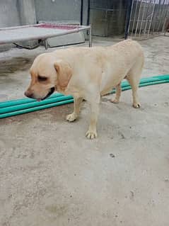 lebrador female 4 sale 2 years old