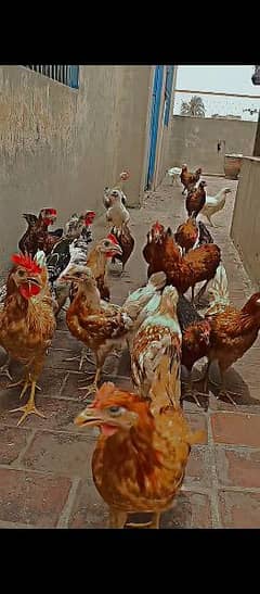 Chicken for sale male female both male price 2000 female price 1500