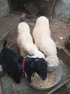 2 sheep 1 goat