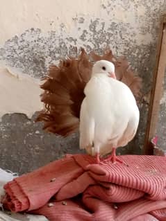 RedTail Breeder Male and Female For Sale in Multan