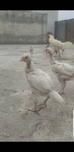 heera aseel and mianwali breed available