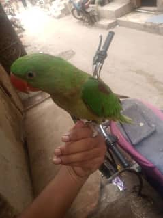 Raw Kashmiri female parrot Sell