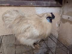 White Silkie Male rooster