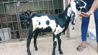 amratsari breeder quality bacha