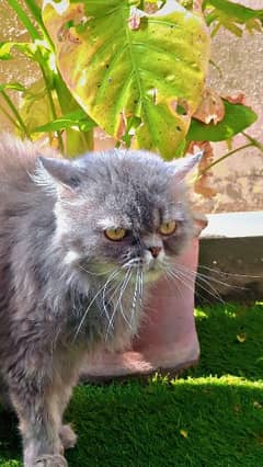 triple coat Persian cat