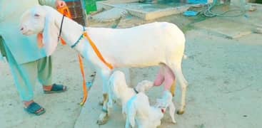 Gulabi Bakri do bacchon ke sath for sel call on 0313,4935016