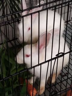white rabbit red eyes pair for sale 03235459336