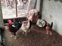 1 Desi Cock and 4 Egg laying Hens