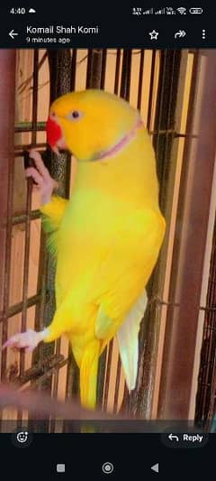 yellow Ringneck pair available with kage age 2 year