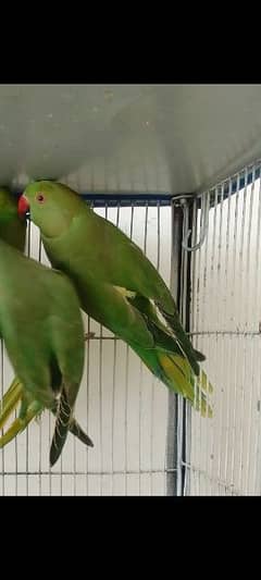 GREEN PARROTS CHICKS 7 TO 8 MONTHS