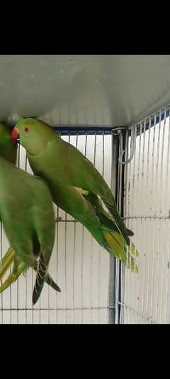 GREEN PARROTS RINGNECK 5MONTHS CHICKS 0