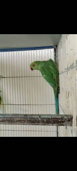 GREEN PARROTS RINGNECK 5MONTHS CHICKS 1