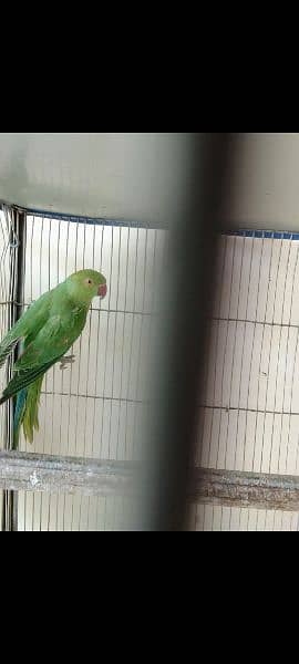 GREEN PARROTS RINGNECK 5MONTHS CHICKS 2