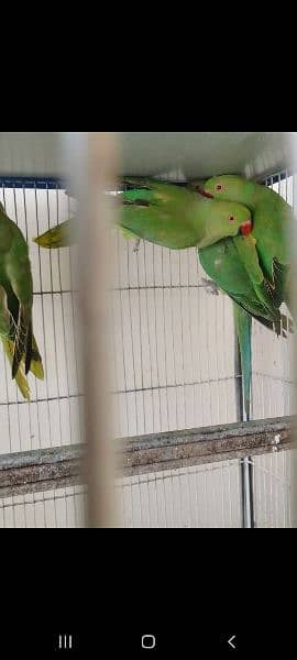 GREEN PARROTS RINGNECK 5MONTHS CHICKS 3