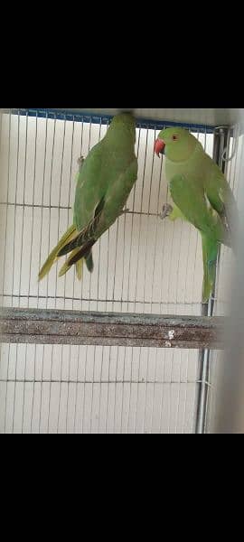 GREEN PARROTS RINGNECK 5MONTHS CHICKS 4