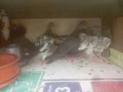 high flying Aseel pigeon bachy for sale