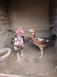 aseel pair for sale