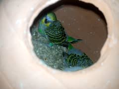 budgie's