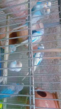 Australian Parrots (1 pair) for sale