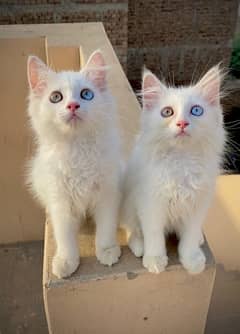 Odd Eyes Persian Kittens Pair, Double Couted