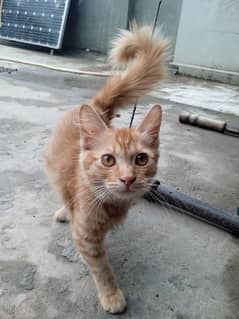 brown persion cat in mail loving cat 03264402663 my WhatsApp