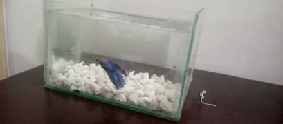 Mini Fish Aquarium