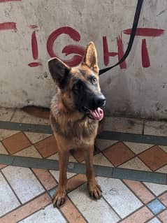 German shepherd fully slant and Best Guarding Dog