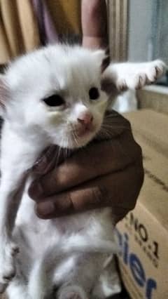 Persian kitten @ Persian cat @ Perisan cat @ Cat@blue eye @male kitten