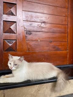 Persian cat urgent sale