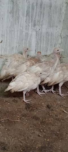 Turkey  available . . 03110245067