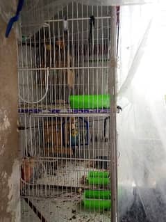 Rafy birds setup with cage ha