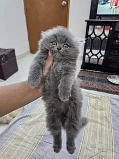 Persian kittens and cats available Whatsapp Number 03018041623