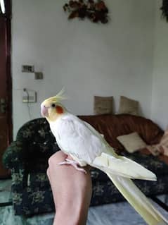 Hand Tame Bird For Sale / Cocktail