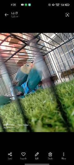 Lovebirds for sale