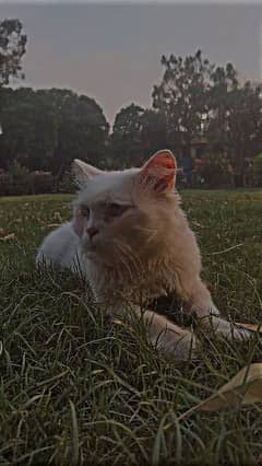 Blue eyes Persian cat double coated furr for sale
